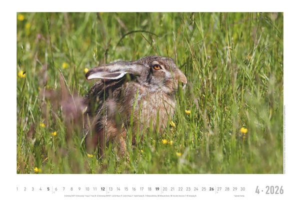 Geheimnisvolles Waldleben 2026 - Bildkalender 49,5x33 cm - Tiere und Pflanzen in unseren heimischen Wäldern - Wandkalender - Wandplaner - Tierkalender