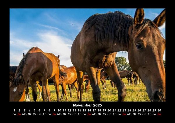 Produktbild: Pferde Kalender 2025 Fotokalender DIN A3