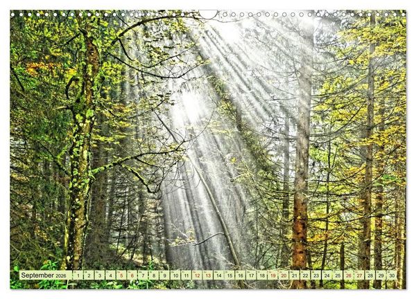 Produktbild: Verwunschene Waldtr&auml;ume: Ein Kalender voller Magie (Wandkalender 2026 DIN A3 quer), CALVENDO Monatskalender