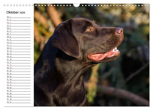 Produktbild: Labrador Retriever - Freunde f&uuml;r&acute;s Leben (Wandkalender 2026 DIN A3 quer), CALVENDO Monatskalender