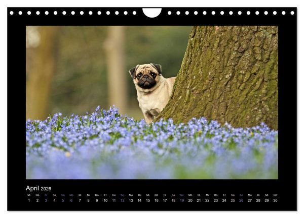 Produktbild: Der Feldfurchen-Mops (Wandkalender 2026 DIN A4 quer), CALVENDO Monatskalender