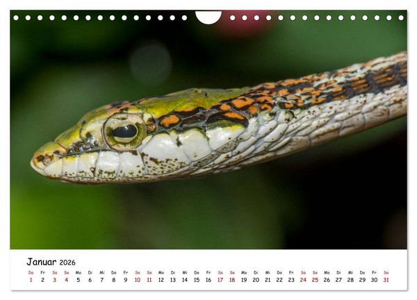 Produktbild: Mythos Schlangen (Wandkalender 2026 DIN A4 quer), CALVENDO Monatskalender