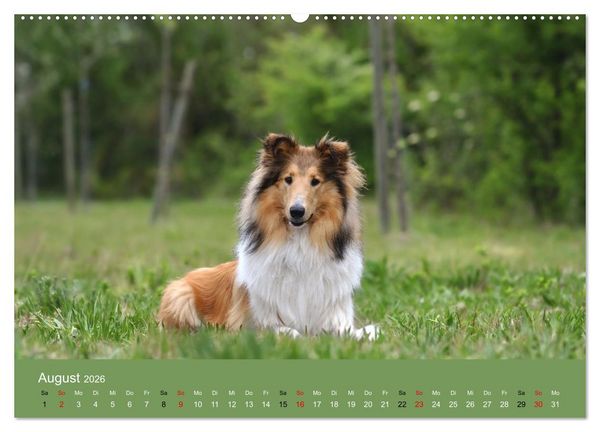 Produktbild: Collies - charmante Herzensbrecher (hochwertiger Premium Wandkalender 2026 DIN A2 quer), Kunstdruck in Hochglanz