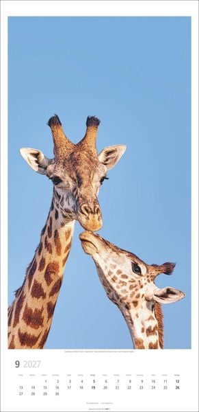 Produktbild: Giraffen Kalender 2027
