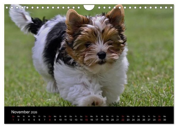 Produktbild: Mit dem Yorki durch das Jahr 2026 (Wandkalender 2026 DIN A4 quer), CALVENDO Monatskalender