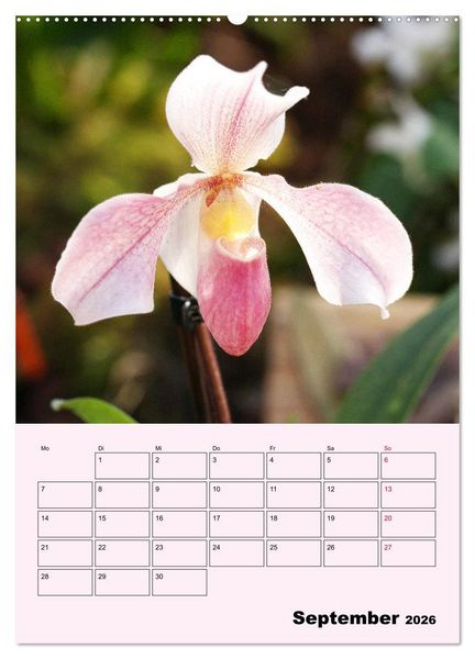 Produktbild: Orchideenliebe (hochwertiger Premium Wandkalender 2026 DIN A2 hoch), Kunstdruck in Hochglanz