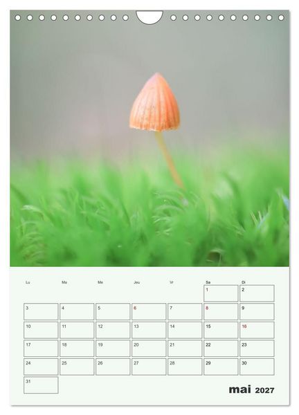 Produktbild: Champignons magiques - Beaut&eacute;s &eacute;ph&eacute;m&egrave;res (Calendrier mural 2027 DIN A4 horizontal), CALVENDO calendrier mensuel