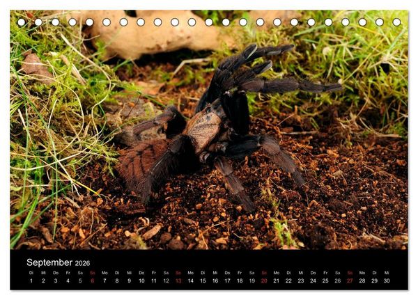 Produktbild: Vogelspinnen - Tarantulas (Tischkalender 2026 DIN A5 quer), CALVENDO Monatskalender