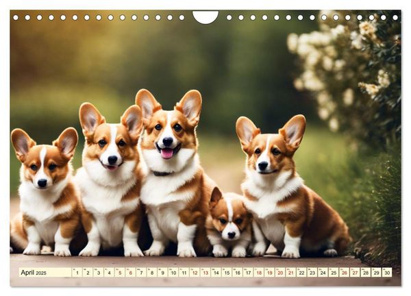 Welsh Corgi Pembroke (Wandkalender 2025 DIN A4 quer), CALVENDO Monatskalender