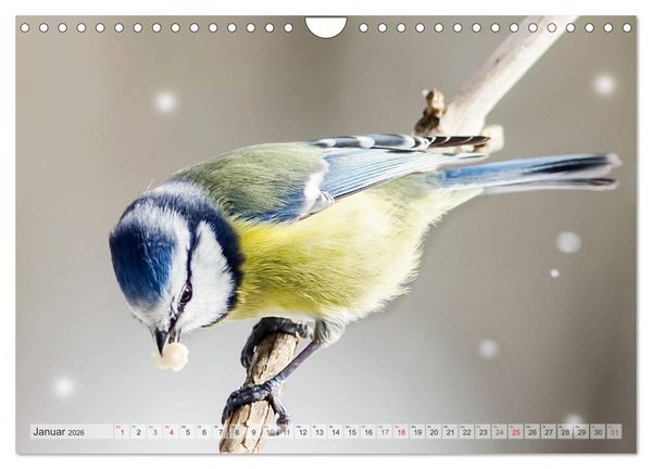 Produktbild: NATUR PUR Heimische Singv&ouml;gel (Wandkalender 2026 DIN A4 quer), CALVENDO Monatskalender