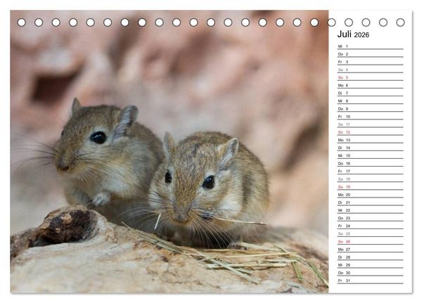 Produktbild: Mausebande (Tischkalender 2026 DIN A5 quer), CALVENDO Monatskalender