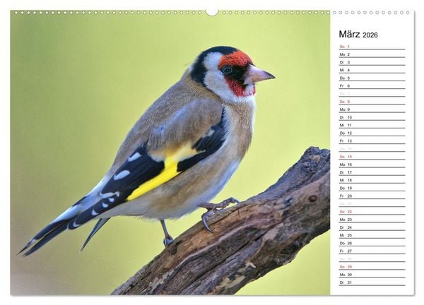 Produktbild: Unsere heimischen Gartenv&ouml;gel (Wandkalender 2026 DIN A2 quer), CALVENDO Monatskalender