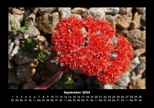 Produktbild: Blumenkalender 2026 Fotokalender DIN A3