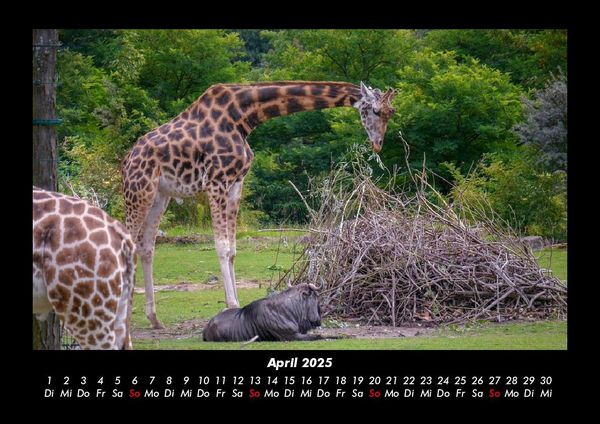 Produktbild: Giraffen 2025 Fotokalender DIN A3
