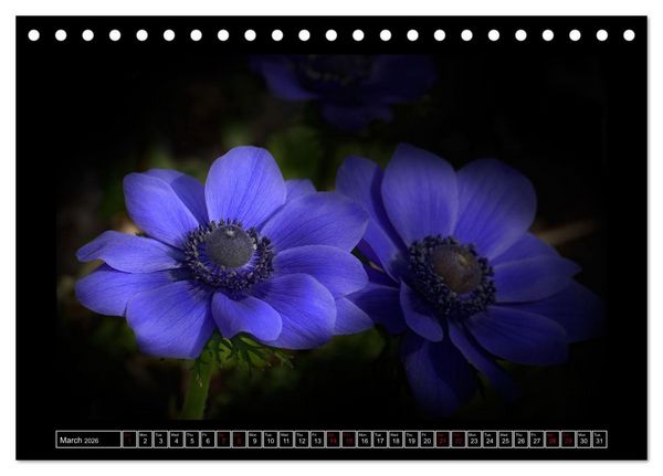 Produktbild: Mysterious plant portraits (Desk Calendar 2026 DIN A5 landscape), CALVENDO 12 Month DeskCalendar