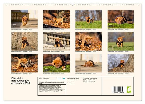 Produktbild: Eine kleine Bordeauxdogge entdeckt die Welt (hochwertiger Premium Wandkalender 2026 DIN A2 quer), Kunstdruck in Hochglanz