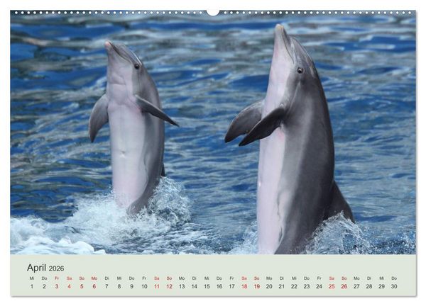 Produktbild: Die Welt der Delphine (Wandkalender 2026 DIN A2 quer), CALVENDO Monatskalender