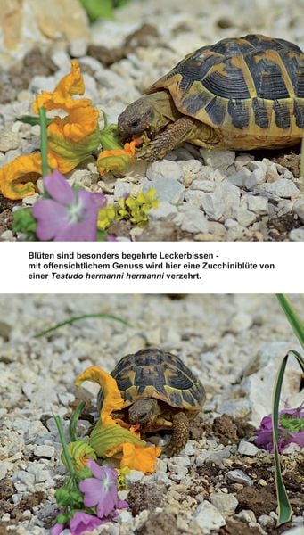 Produktbild: Landschildkr&ouml;ten-Futterpflanzen