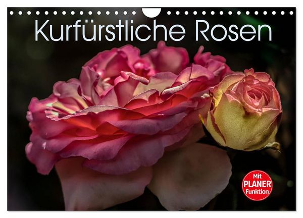 Produktbild: Kurf&uuml;rstliche Rosen Eltville am Rhein (Wandkalender 2026 DIN A4 quer), CALVENDO Monatskalender