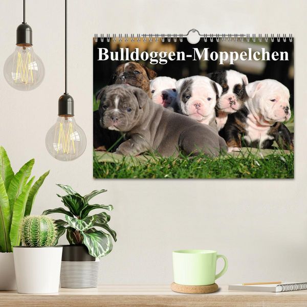 Produktbild: Bulldoggen-Moppelchen (Wandkalender 2026 DIN A4 quer), CALVENDO Monatskalender