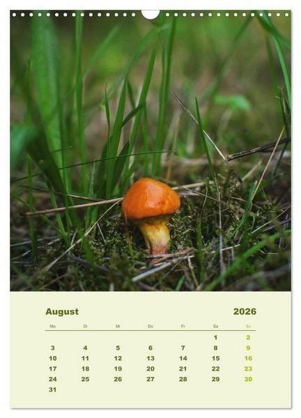 Produktbild: Wundersame Welt der Pilze (Wandkalender 2026 DIN A3 hoch), CALVENDO Monatskalender