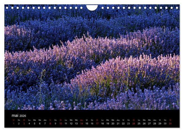 Produktbild: Lavande, l'or bleu de Provence (Calendrier mural 2026 DIN A4 vertical), CALVENDO calendrier mensuel