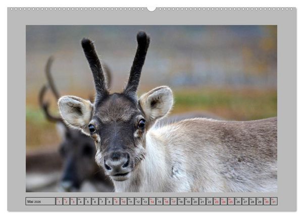 Produktbild: Rentiere im Hohen Norden (hochwertiger Premium Wandkalender 2026 DIN A2 quer), Kunstdruck in Hochglanz