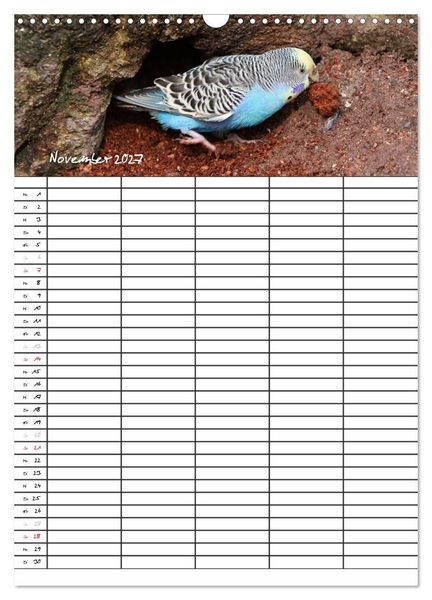 Produktbild: Wellensittiche (Wandkalender 2027 DIN A3 hoch), CALVENDO Monatskalender