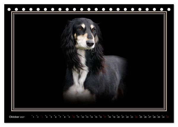 Produktbild: Saluki 2027 (Tischkalender 2027 DIN A5 quer), CALVENDO Monatskalender