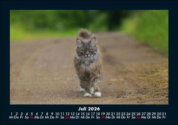 Produktbild: F&uuml;r Katzenfreunde 2026 Fotokalender DIN A5