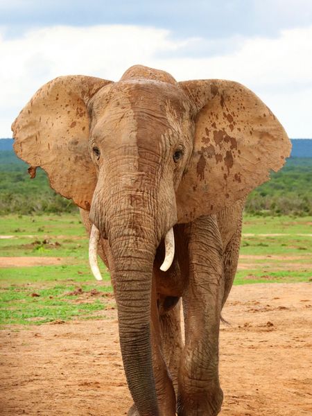 Produktbild: CALVENDO Puzzle Elefant | 1000 Teile Lege-Gr&ouml;&szlig;e 64x48cm Foto-Puzzle f&uuml;r gl&uuml;ckliche Stunden