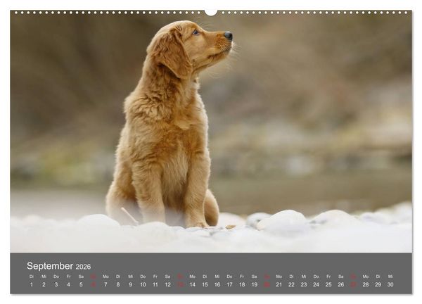 Produktbild: Chesley Kleiner Hund grosse Abenteuer (hochwertiger Premium Wandkalender 2026 DIN A2 quer), Kunstdruck in Hochglanz