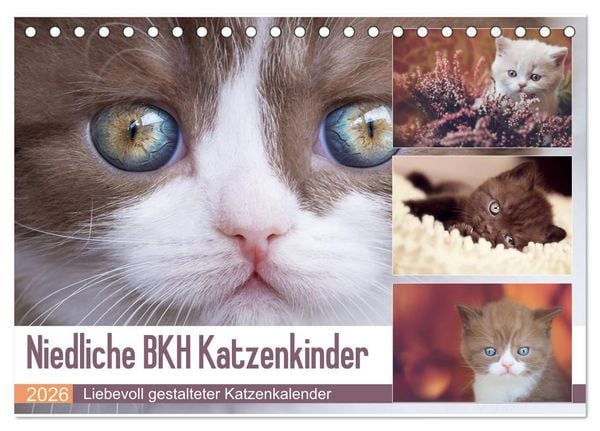 Produktbild: Niedliche BKH Katzenkinder (Tischkalender 2026 DIN A5 quer), CALVENDO Monatskalender
