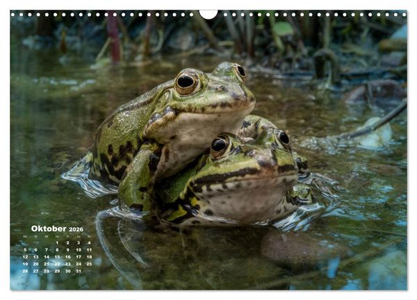 Produktbild: Gl&uuml;ckliche Fr&ouml;sche (Wandkalender 2026 DIN A3 quer), CALVENDO Monatskalender