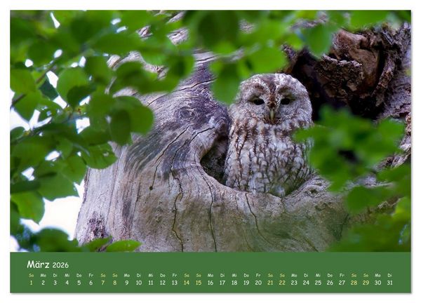 Produktbild: geliebte Waldgeister (hochwertiger Premium Wandkalender 2026 DIN A2 quer), Kunstdruck in Hochglanz
