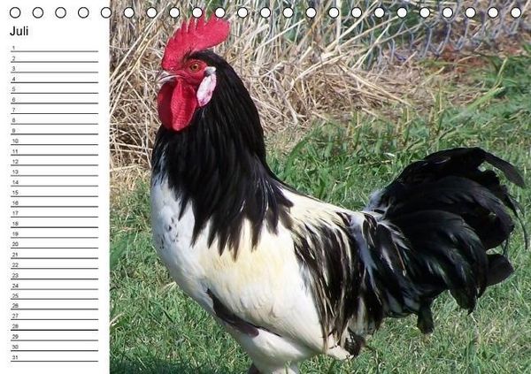 Produktbild: H&uuml;hner / Geburtstagskalender (Tischkalender immerw&auml;hrend DIN A5 quer)