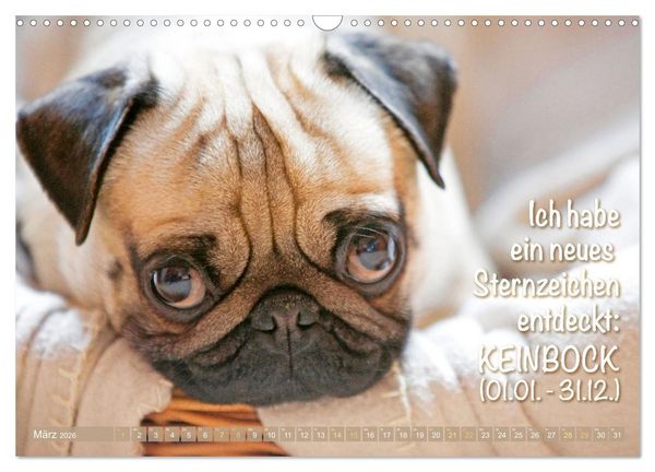 Produktbild: Mopsala: Vom Gl&uuml;ck, ein Mops zu sein (Wandkalender 2026 DIN A3 quer), CALVENDO Monatskalender