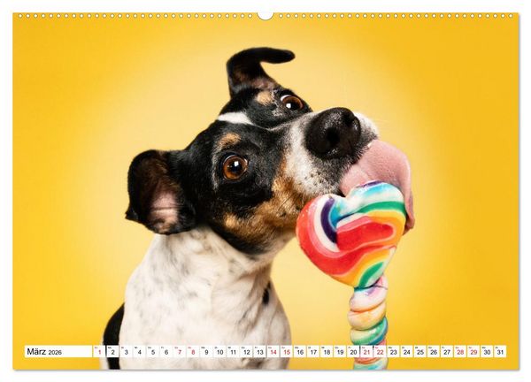 Produktbild: Hunde im Naschparadies (hochwertiger Premium Wandkalender 2026 DIN A2 quer), Kunstdruck in Hochglanz