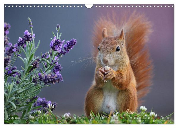 Produktbild: Eichh&ouml;rnchen in zauberhaften Posen (Wandkalender 2026 DIN A3 quer), CALVENDO Monatskalender