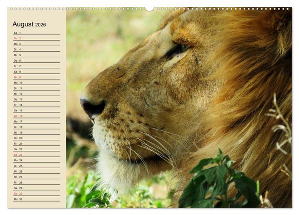 Produktbild: L&ouml;wen in freier Wildbahn (hochwertiger Premium Wandkalender 2026 DIN A2 quer), Kunstdruck in Hochglanz