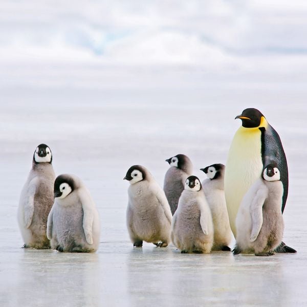 Produktbild: Penguins 2027