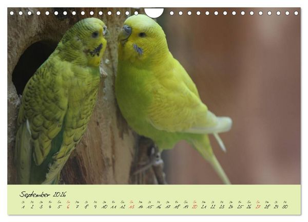 Produktbild: Wellensittiche - Gefiederte Freunde (Wandkalender 2026 DIN A4 quer), CALVENDO Monatskalender