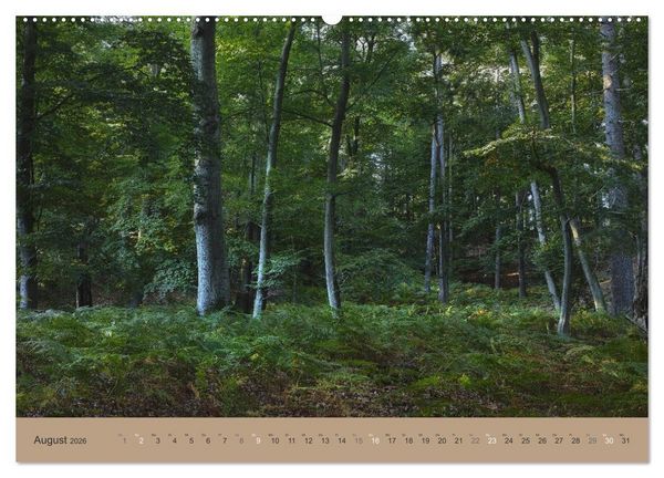 Produktbild: Unser Wald - Magische Sichten in norddeutsche W&auml;lder (Wandkalender 2026 DIN A2 quer), CALVENDO Monatskalender
