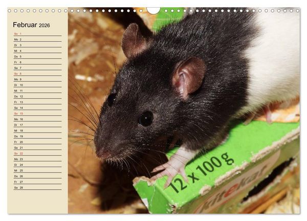 Produktbild: Ratten. Gelehrige Haustiere (Wandkalender 2026 DIN A3 quer), CALVENDO Monatskalender