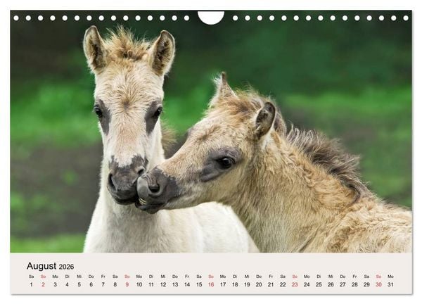 Produktbild: D&uuml;lmener Wildpferde (Wandkalender 2026 DIN A4 quer), CALVENDO Monatskalender