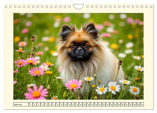 Produktbild: Winzlinge der Hundewelt (Wandkalender 2026 DIN A4 quer), CALVENDO Monatskalender