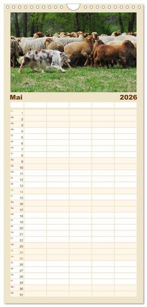 Produktbild: Familienplaner 2026 - Border Collie 2026 mit 5 Spalten (Wandkalender, 21 x 45 cm) CALVENDO