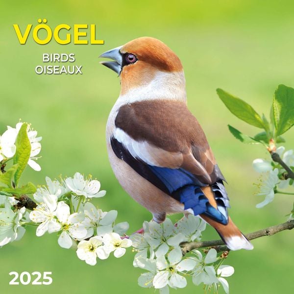 Vögel 2025