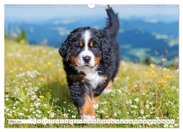 Produktbild: Berner Sennenhund - Der beste Freund f&uuml;rs Leben (Wandkalender 2026 DIN A3 quer), CALVENDO Monatskalender