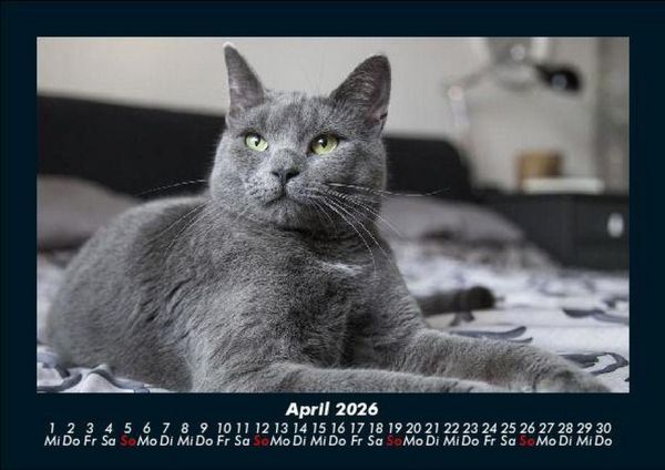 Produktbild: F&uuml;r Katzenfreunde 2026 Fotokalender DIN A5